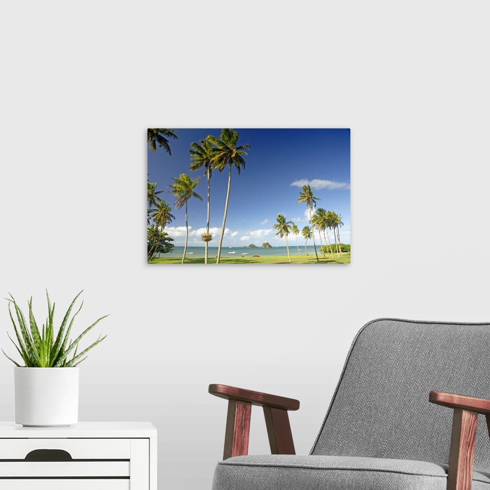 A modern room featuring Fiji, Taveuni, Grassy Shoreline With Tall Palm Trees Along Ocean