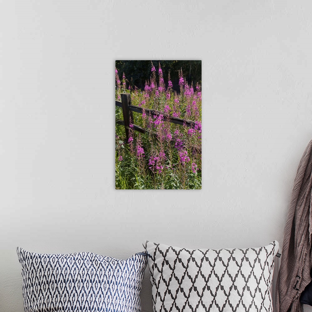 A bohemian room featuring Fireweed (Chamerion angustifolium) and split rail fence, South-central Alaska in summertime, Alas...