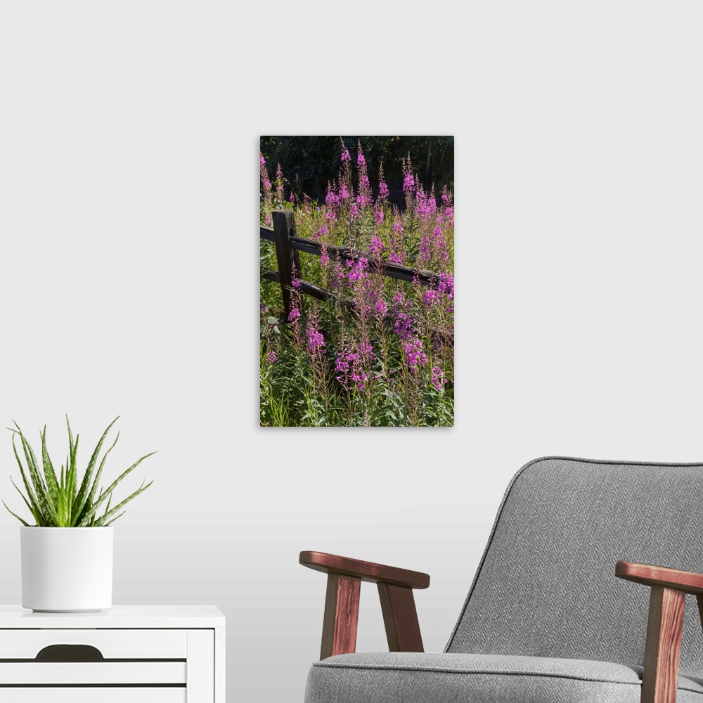 A modern room featuring Fireweed (Chamerion angustifolium) and split rail fence, South-central Alaska in summertime, Alas...