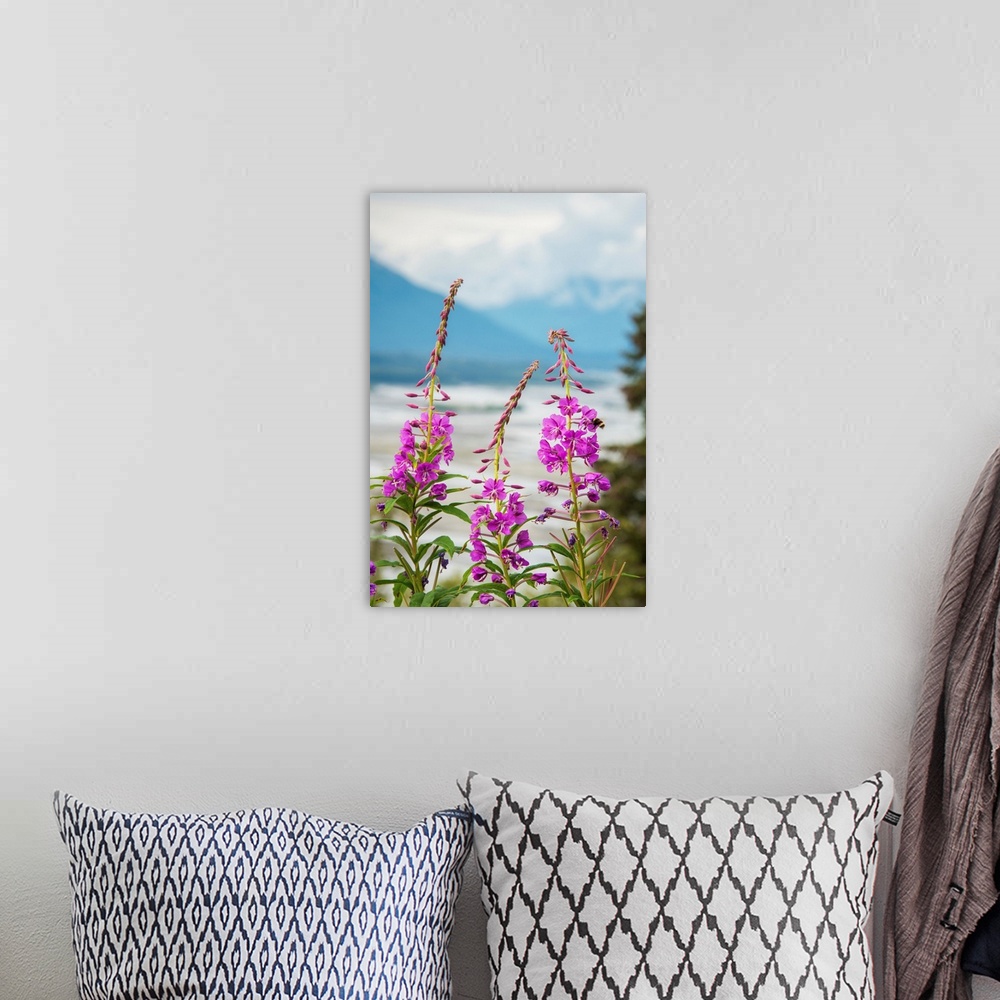 A bohemian room featuring Fireweed (Epilobium angustifolium) with the Alaskan Susitna River in the background