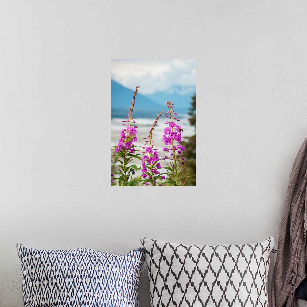 A bohemian room featuring Fireweed (Epilobium angustifolium) with the Alaskan Susitna River in the background