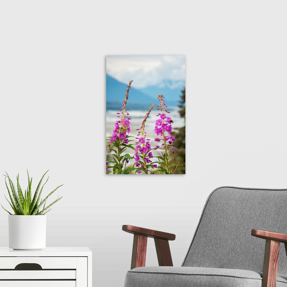 A modern room featuring Fireweed (Epilobium angustifolium) with the Alaskan Susitna River in the background