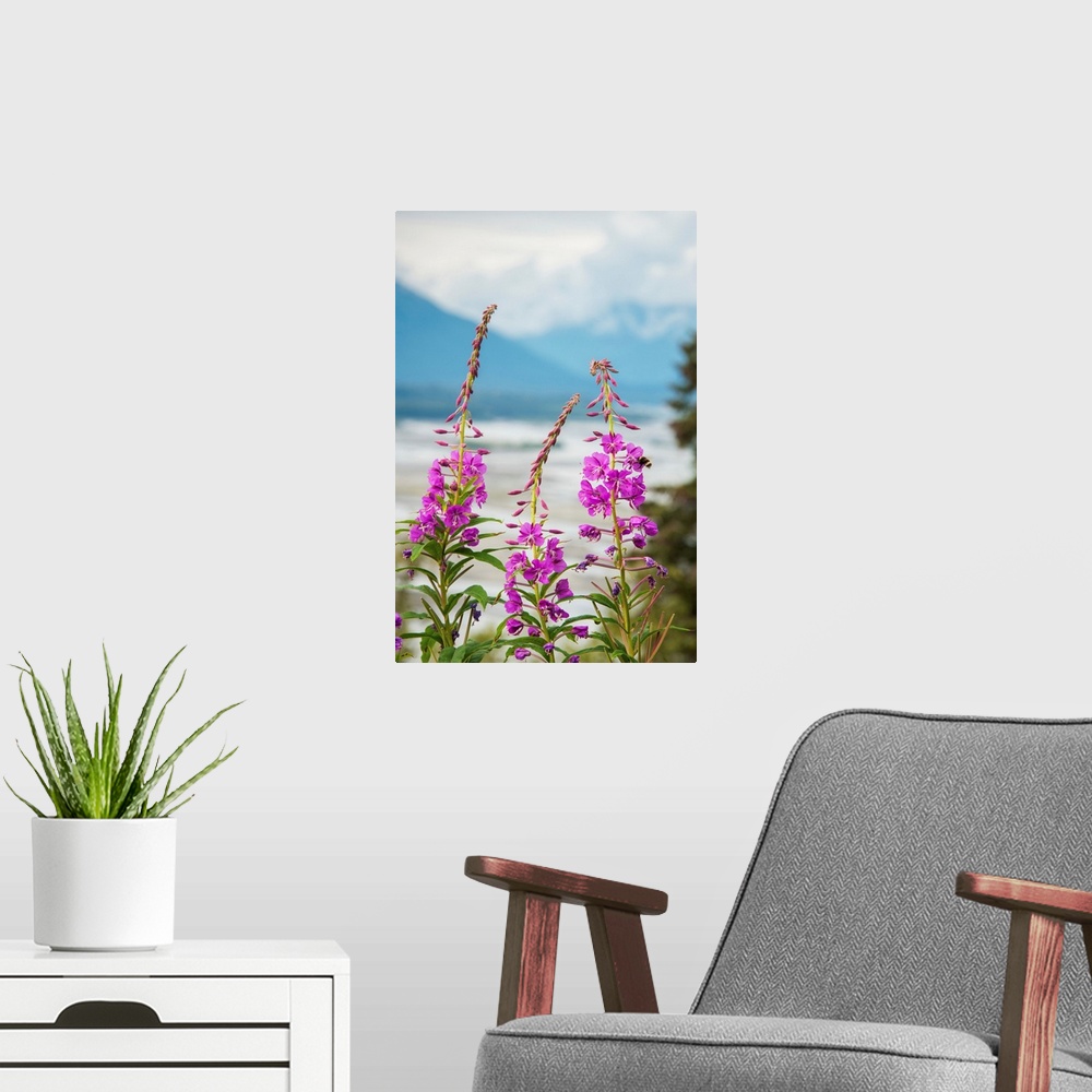 A modern room featuring Fireweed (Epilobium angustifolium) with the Alaskan Susitna River in the background