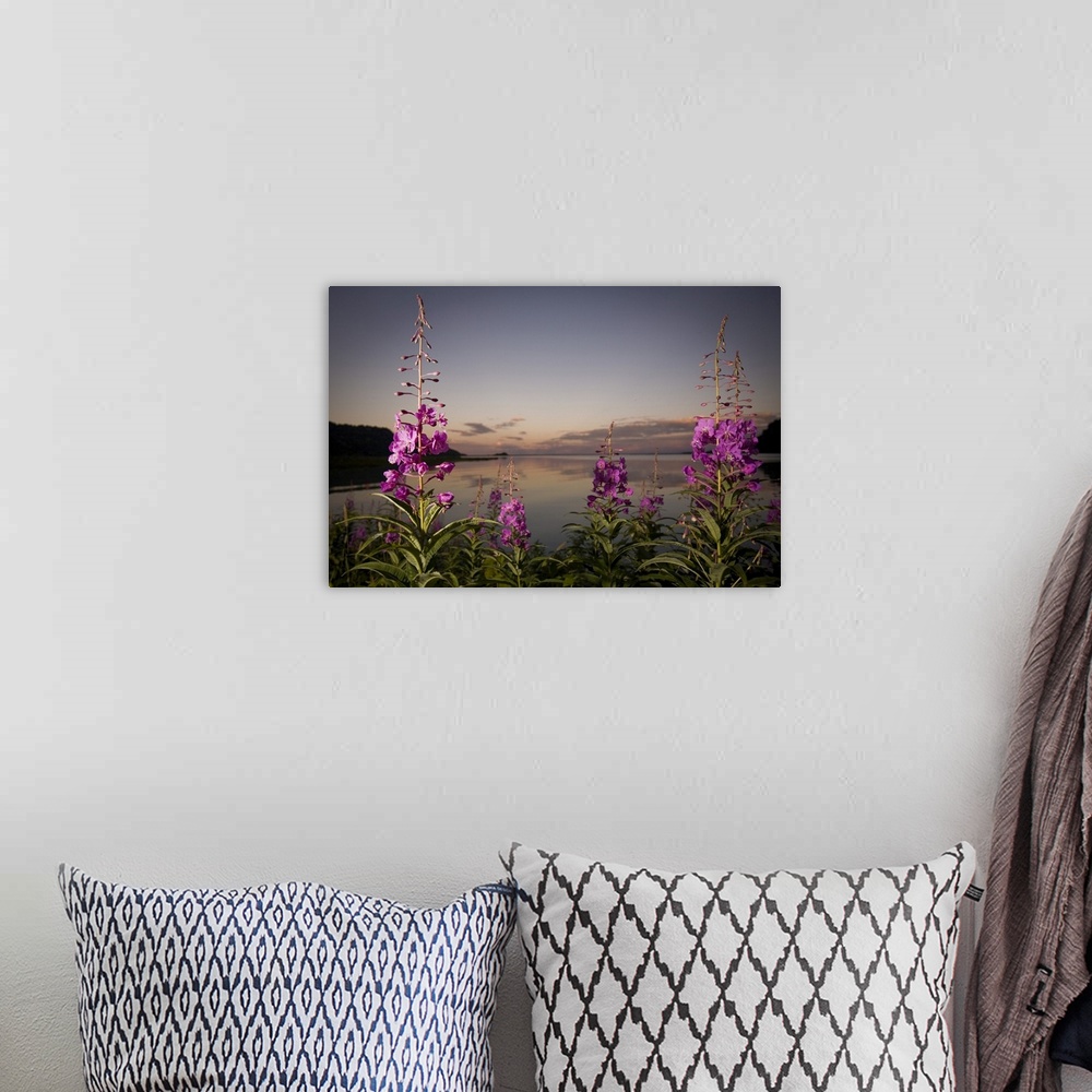 A bohemian room featuring Close Up Of Fireweed With Big River Lakes In The Background At Sunset In Southcentral Alaska Duri...