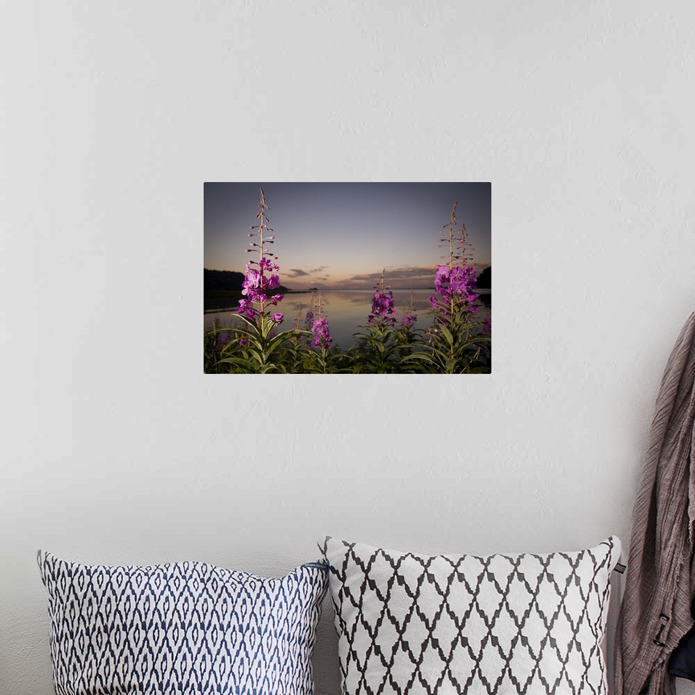 A bohemian room featuring Close Up Of Fireweed With Big River Lakes In The Background At Sunset In Southcentral Alaska Duri...