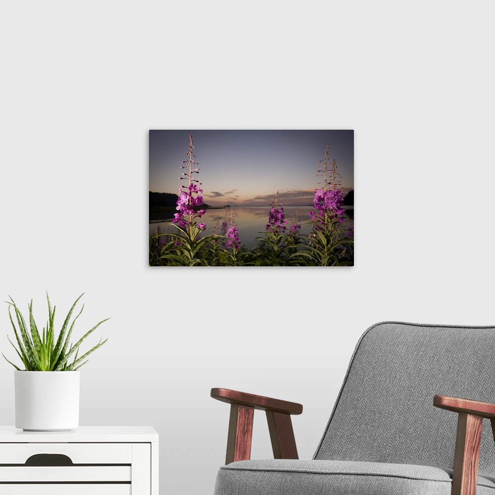 A modern room featuring Close Up Of Fireweed With Big River Lakes In The Background At Sunset In Southcentral Alaska Duri...