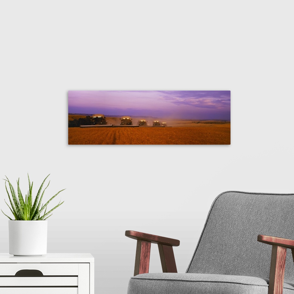 A modern room featuring Five Gleaner combines harvest wheat in tandem at dusk, Eastern Montana