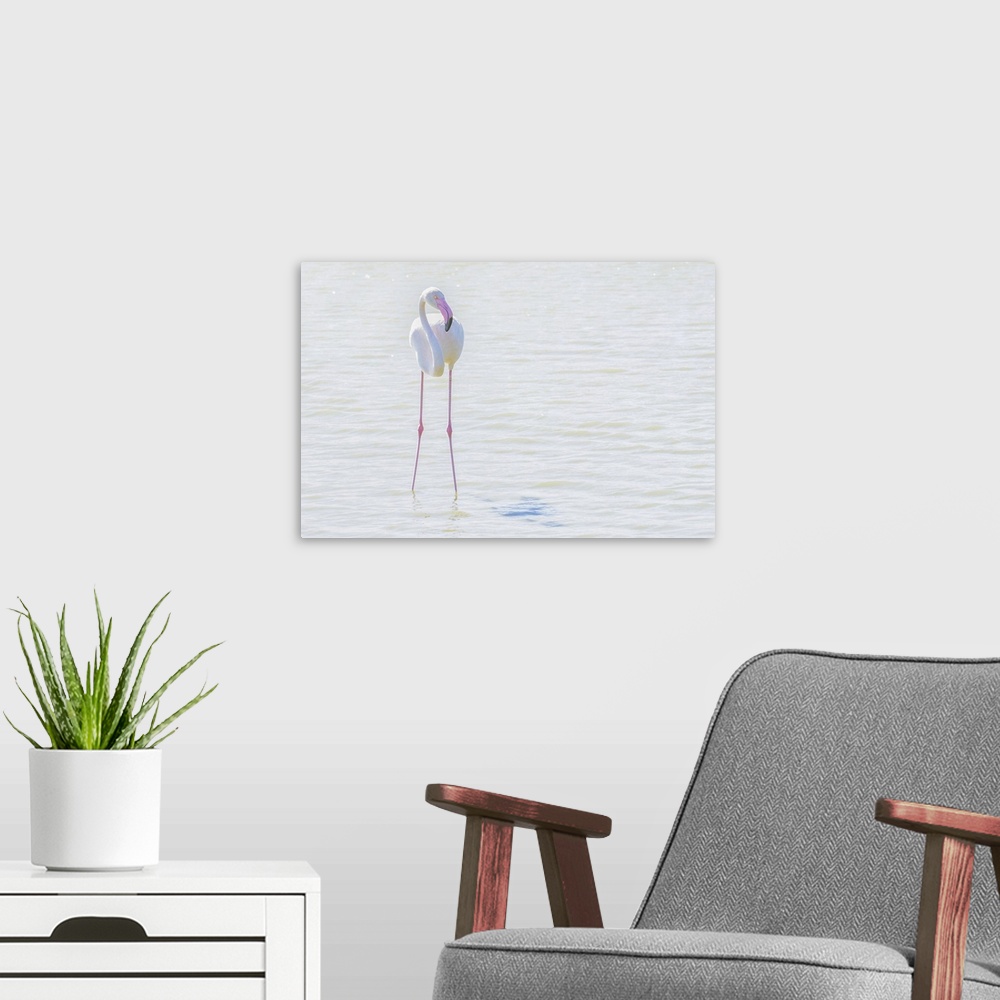 A modern room featuring Flamingo wading in shallow water, processed in high key lighting, Sainte Marie de la Mer, France