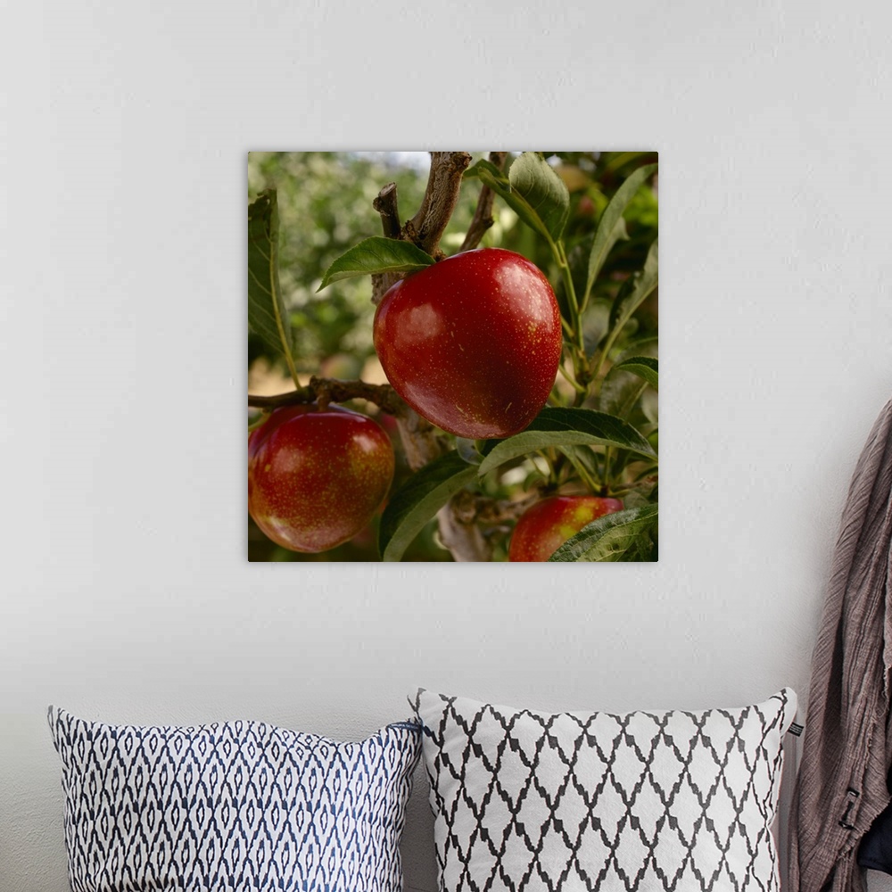 A bohemian room featuring Flavor King pluots on the tree, ripe and ready for harvest, Morgan Hill, California