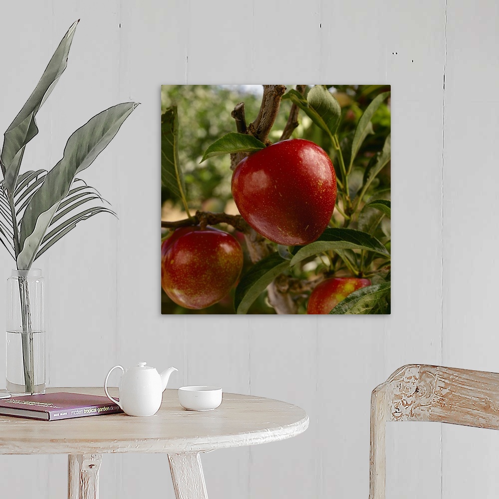 A farmhouse room featuring Flavor King pluots on the tree, ripe and ready for harvest, Morgan Hill, California