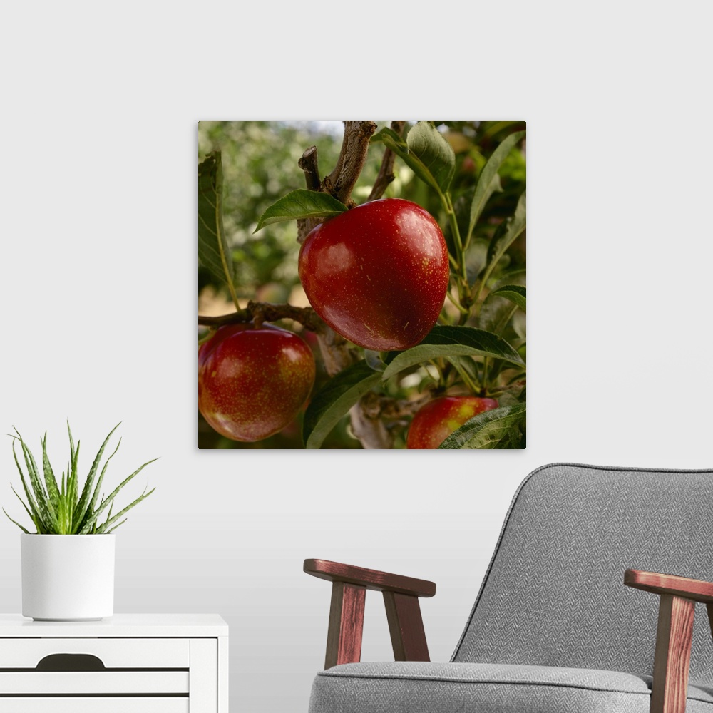A modern room featuring Flavor King pluots on the tree, ripe and ready for harvest, Morgan Hill, California
