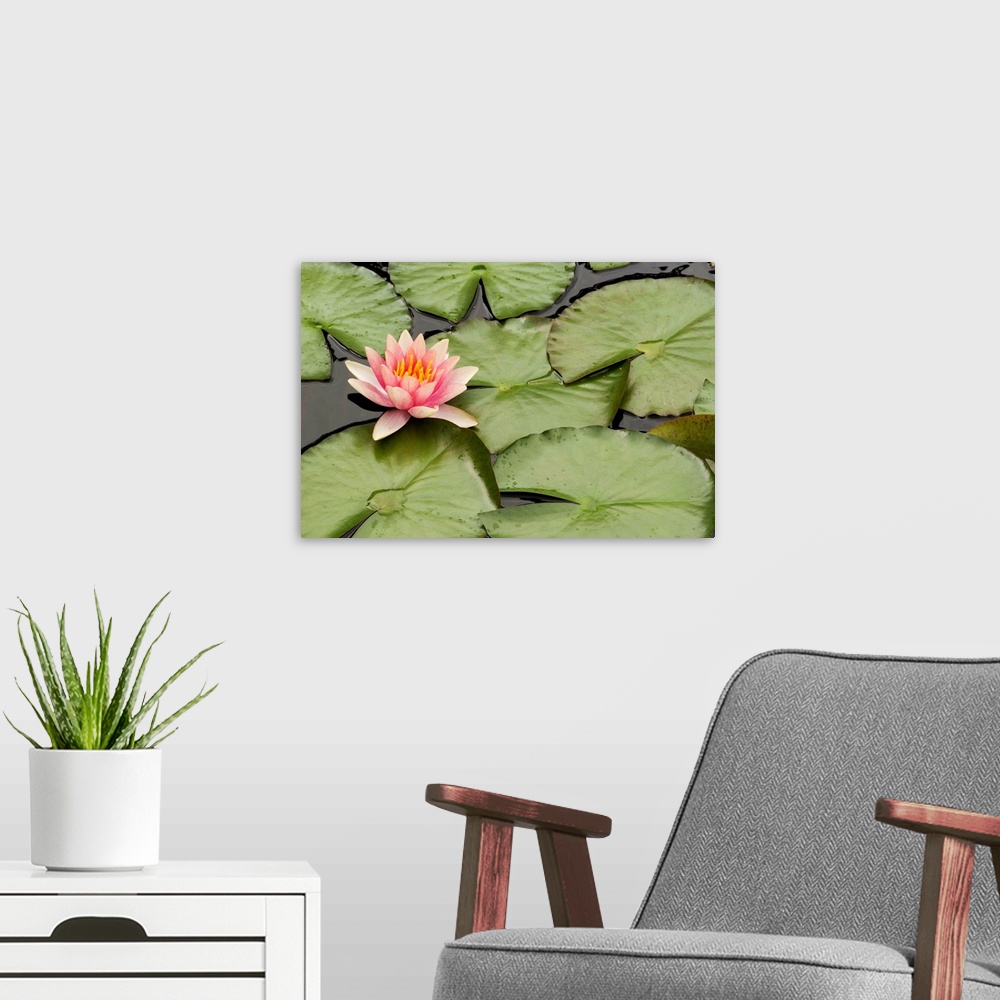 A modern room featuring Floating water lily flower and lily pads, Nymphaea species.