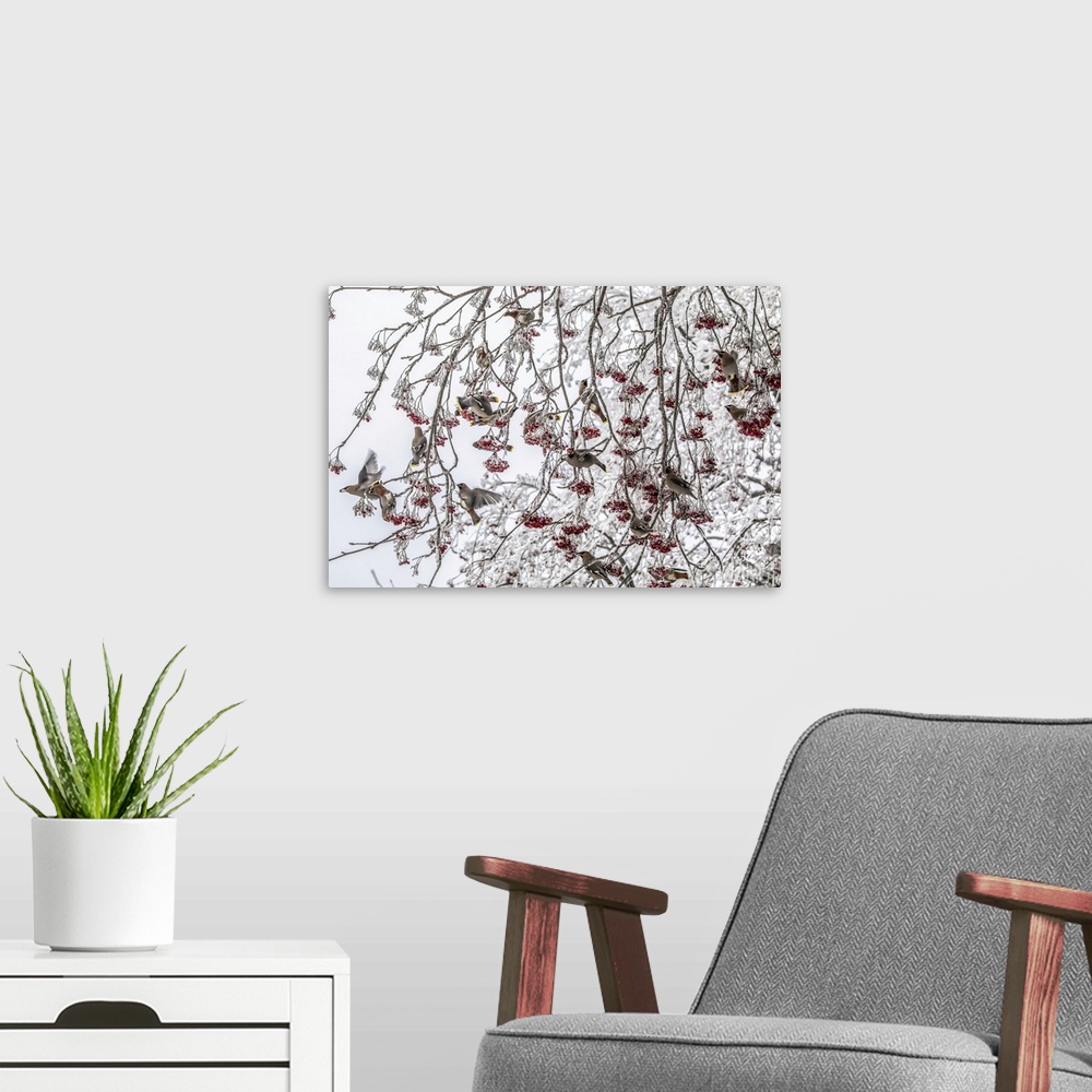 A modern room featuring Flock of Bohemian waxwings (Bombycilla garrulus) sitting in a frosty Mountain-ash tree in winter ...