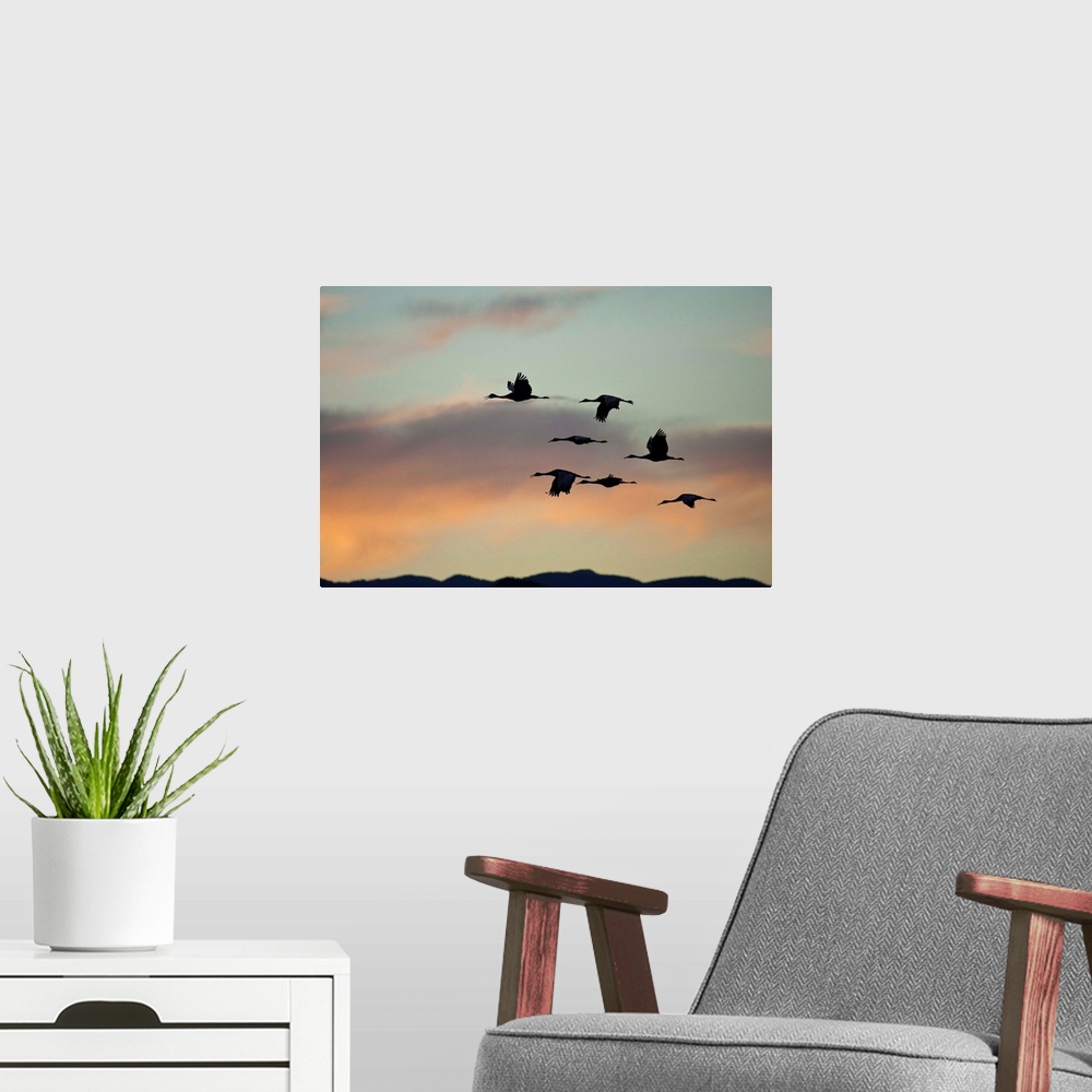 A modern room featuring Flock of flying sandhill cranes at sunset, Bosque del Apache Wildlife Refuge, New Mexico
