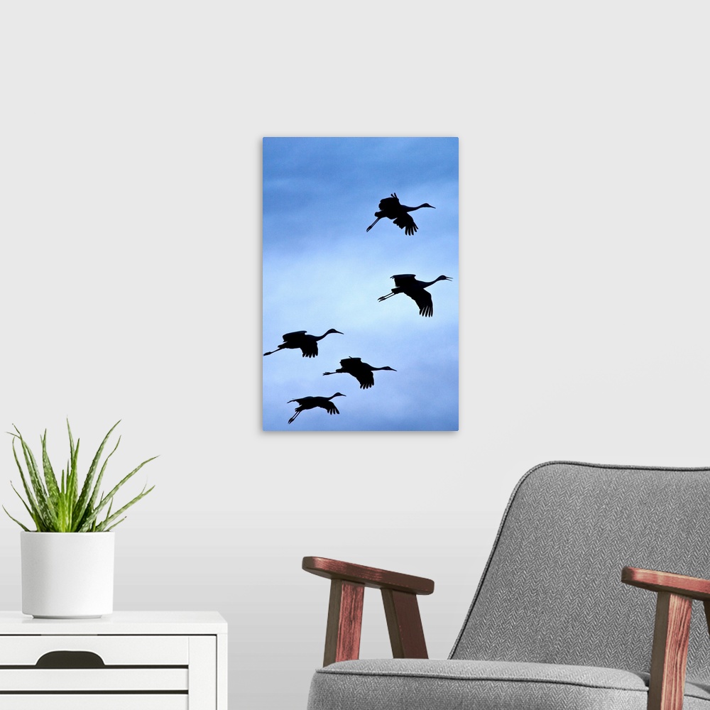 A modern room featuring Flock of flying sandhill cranes, Bosque del Apache Wildlife Refuge, New Mexico, Winter