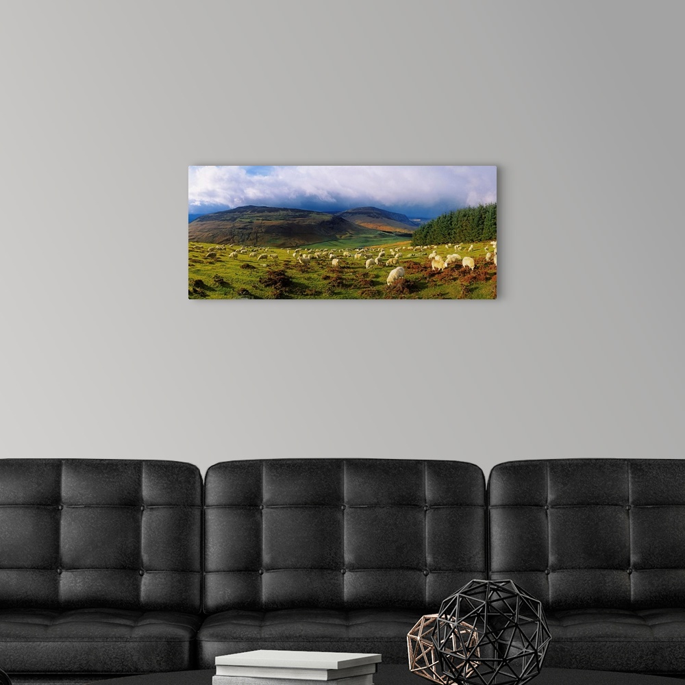 A modern room featuring Flock Of Sheep Grazing In A Field, County Wicklow, Republic Of Ireland