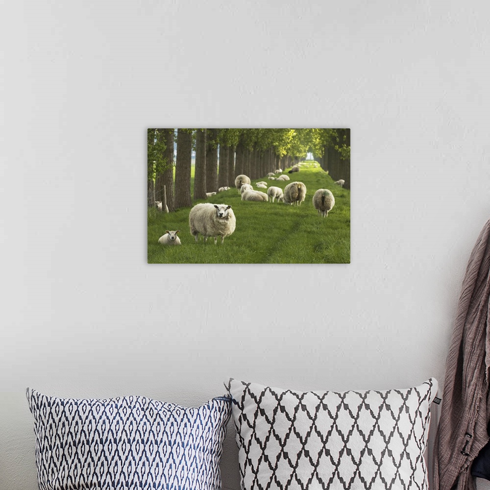 A bohemian room featuring Flock of Sheep, Wolphaartsdijk, Zeeland, Netherlands