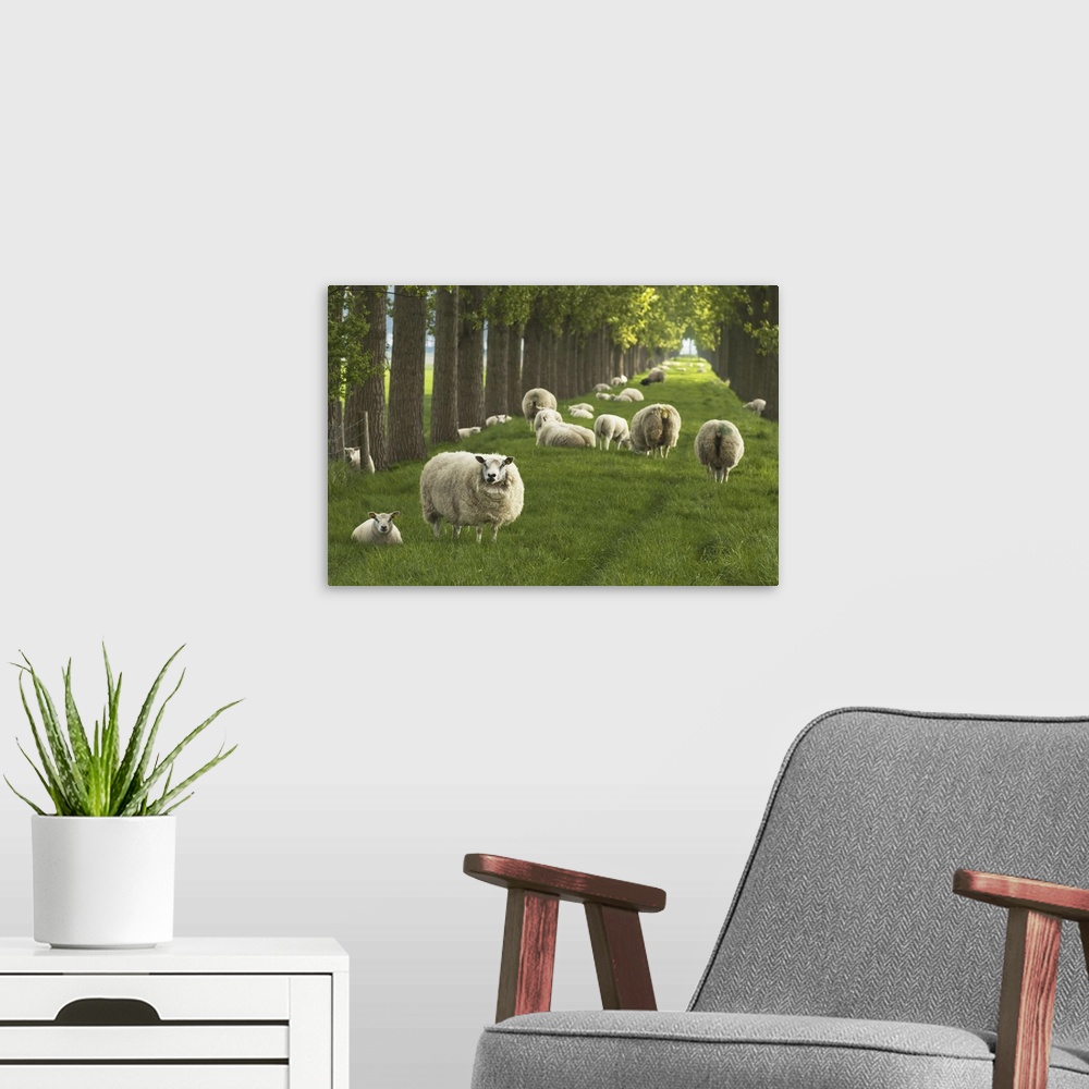 A modern room featuring Flock of Sheep, Wolphaartsdijk, Zeeland, Netherlands