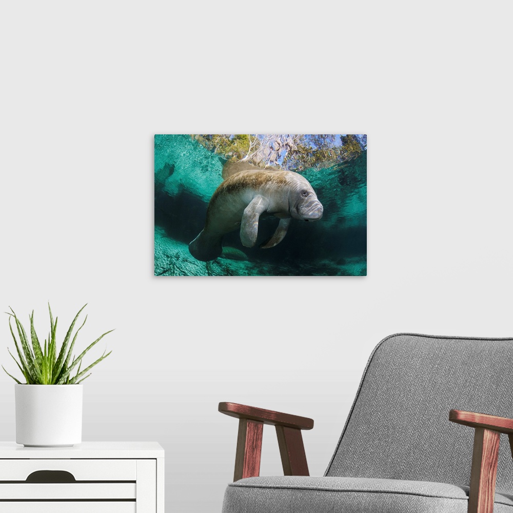 A modern room featuring Florida, Crystal River, Endangered Florida Manatee At Three Sisters Spring