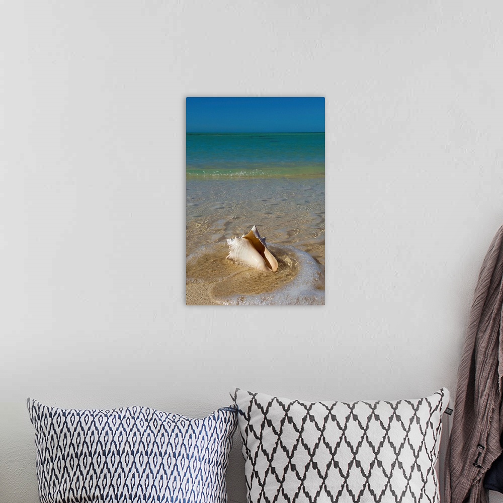 A bohemian room featuring Florida, Florida Keys, Conch shell on sandy beach, Key West