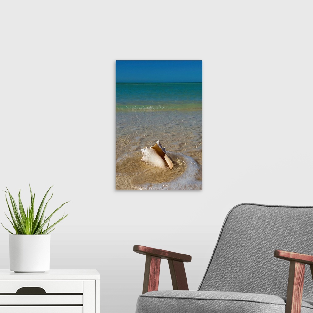 A modern room featuring Florida, Florida Keys, Conch shell on sandy beach, Key West