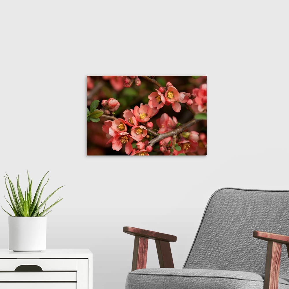 A modern room featuring Close up of a flowering branch of the Japanese dwarf flowering quince. Jamaica Plain, Massachusetts.