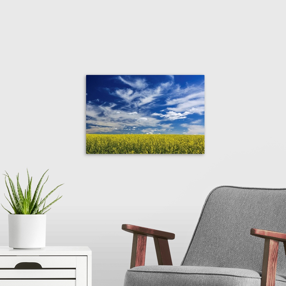 A modern room featuring Flowering canola field with dramatic white clouds and blue sky