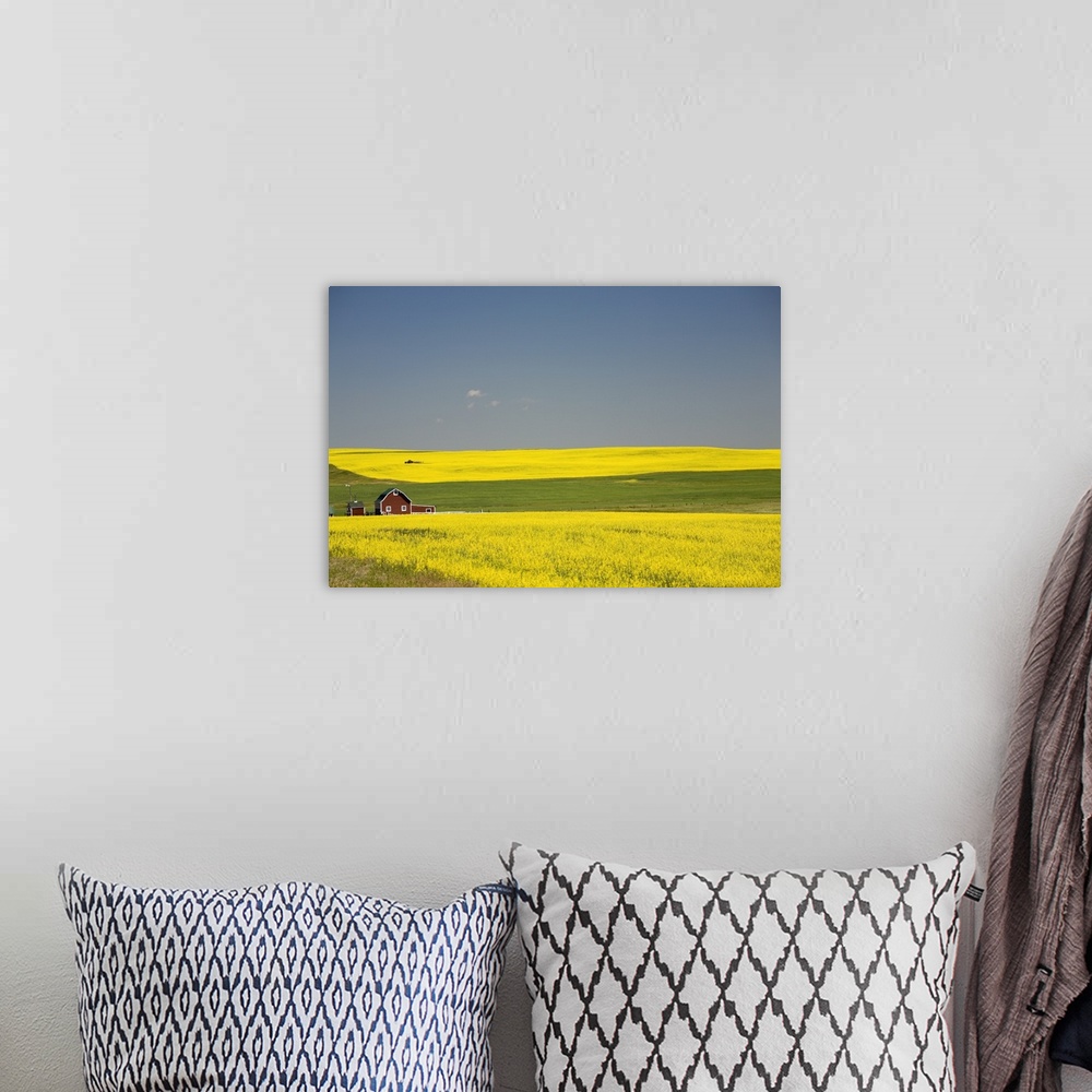 A bohemian room featuring Flowering Canola Fields And A Red Barn; Alberta, Canada
