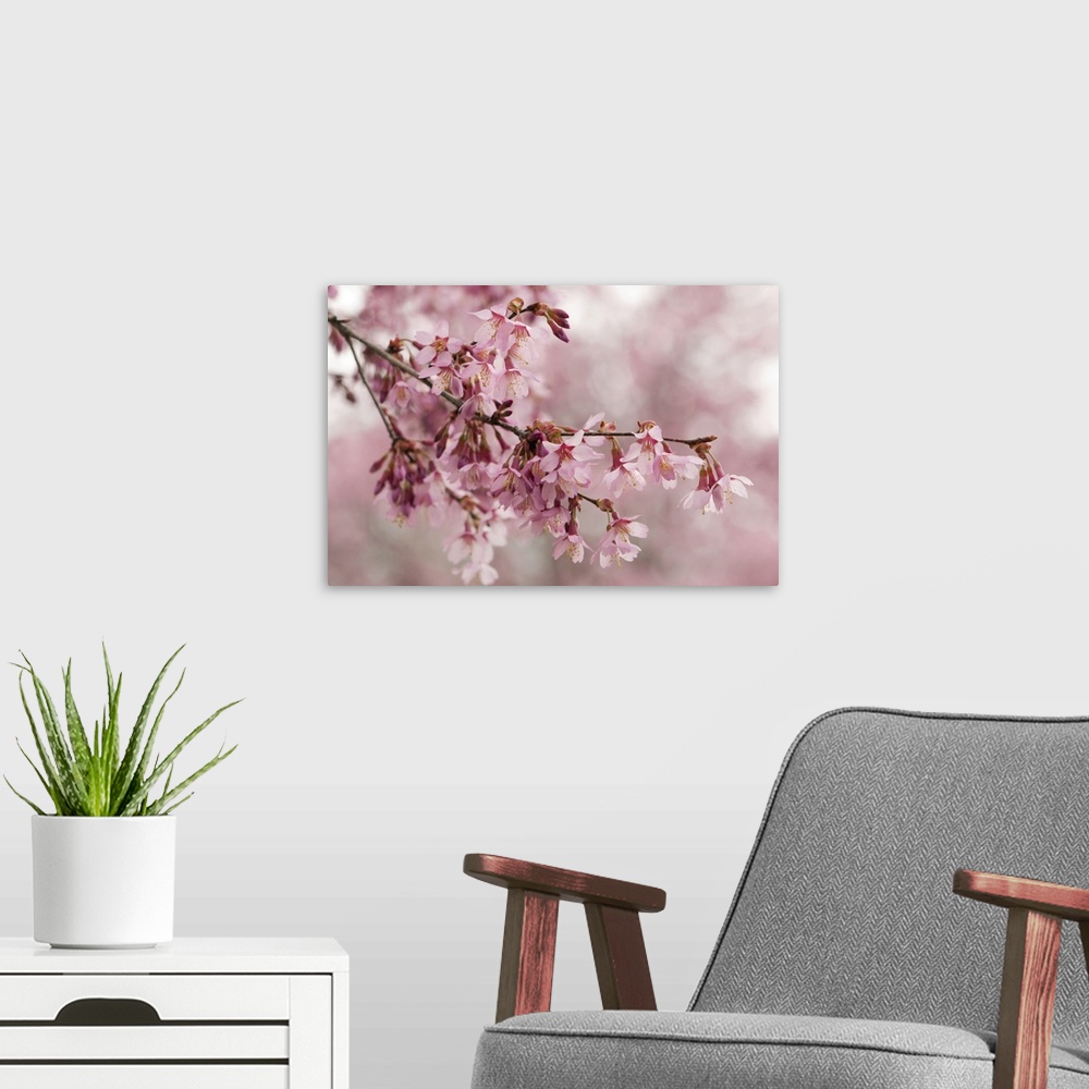 A modern room featuring Flowering crabapple branches, Malus species, in spring. Lexington, Massachusetts.