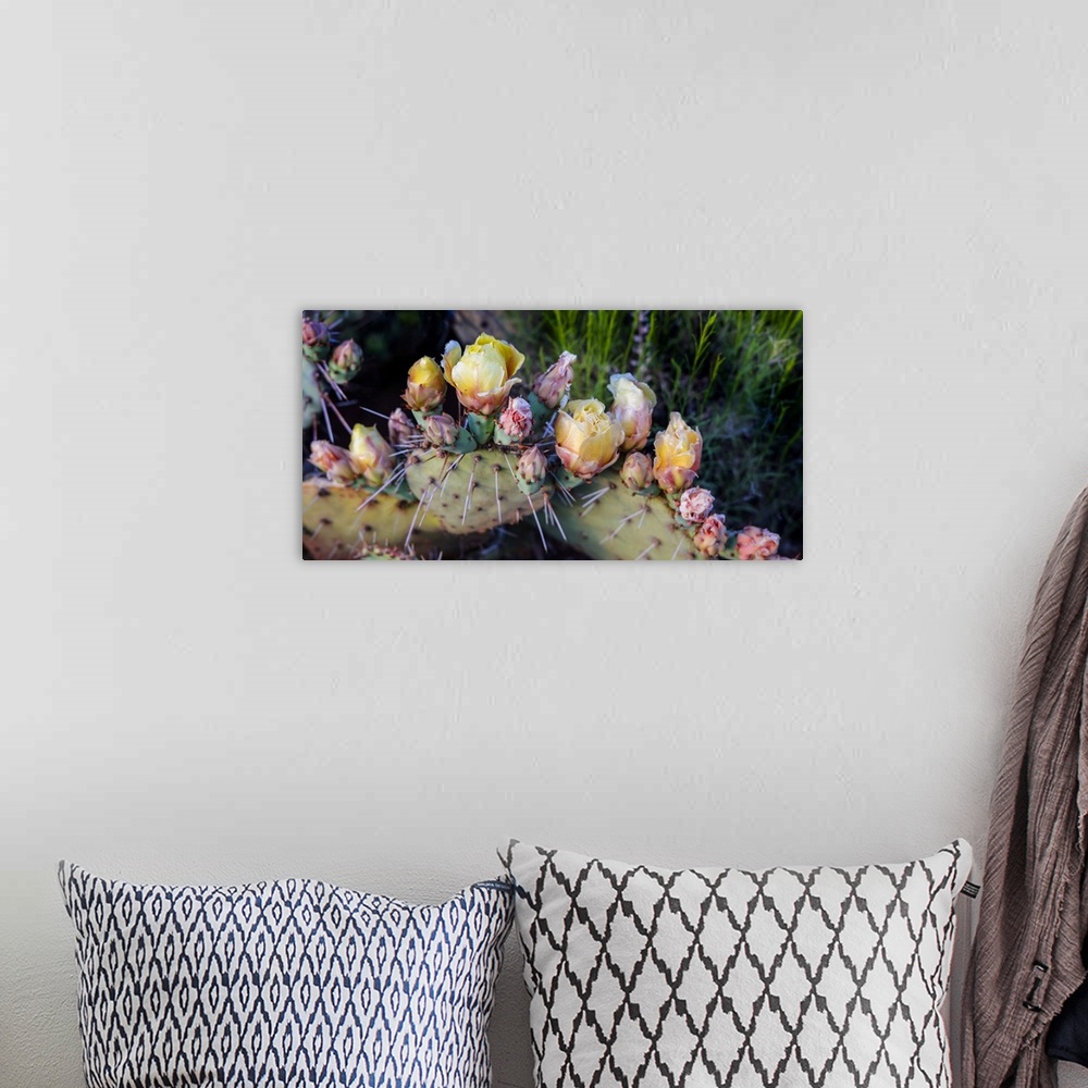 A bohemian room featuring Flowers blossoming on a Prickly Pear Cactus plant (Opuntia violacca) in late spring; Sedona, Ariz...