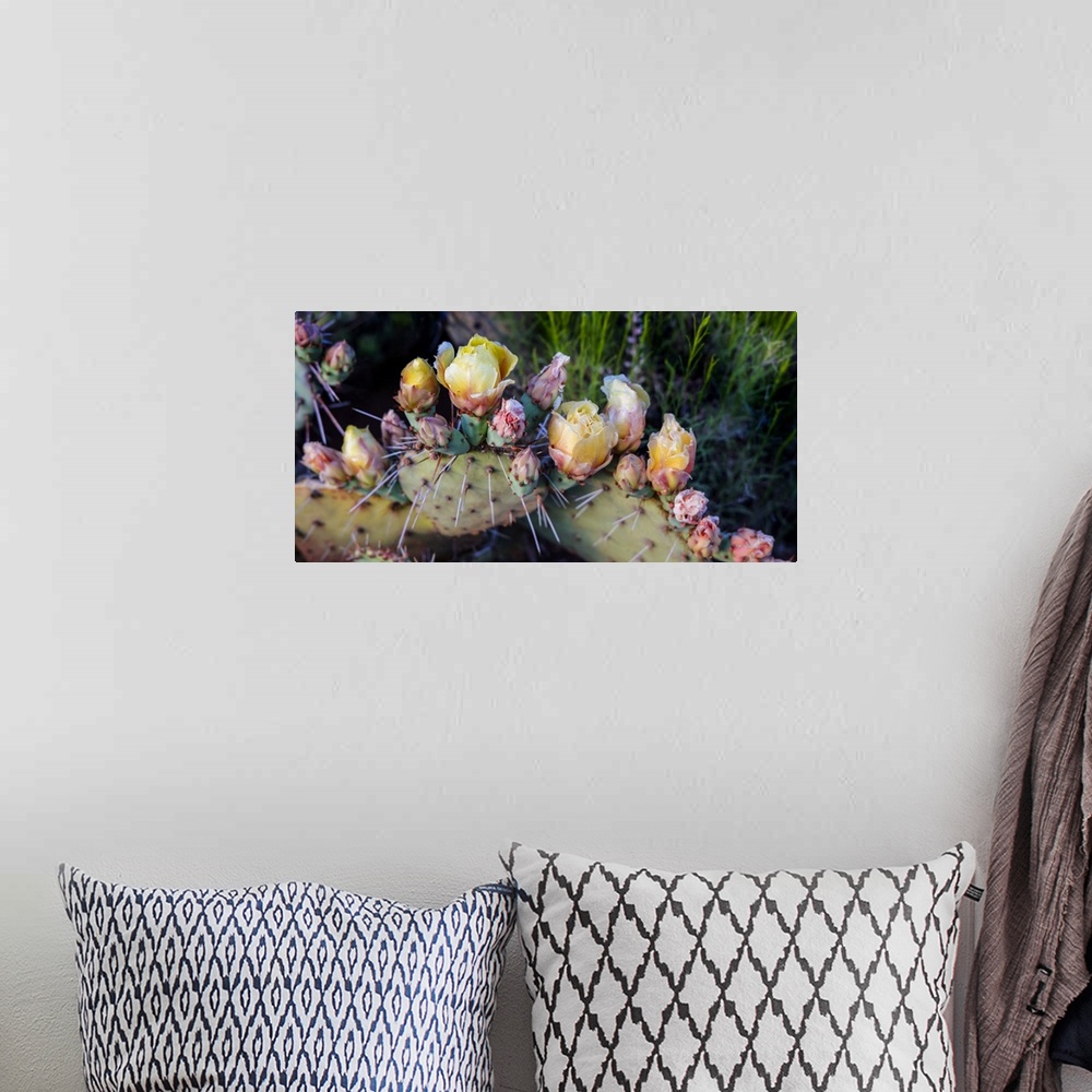 A bohemian room featuring Flowers blossoming on a Prickly Pear Cactus plant (Opuntia violacca) in late spring; Sedona, Ariz...