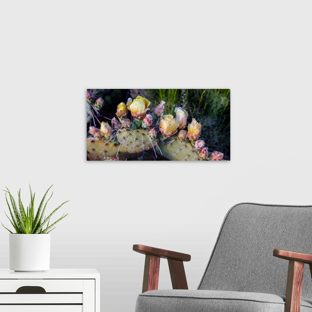 A modern room featuring Flowers blossoming on a Prickly Pear Cactus plant (Opuntia violacca) in late spring; Sedona, Ariz...