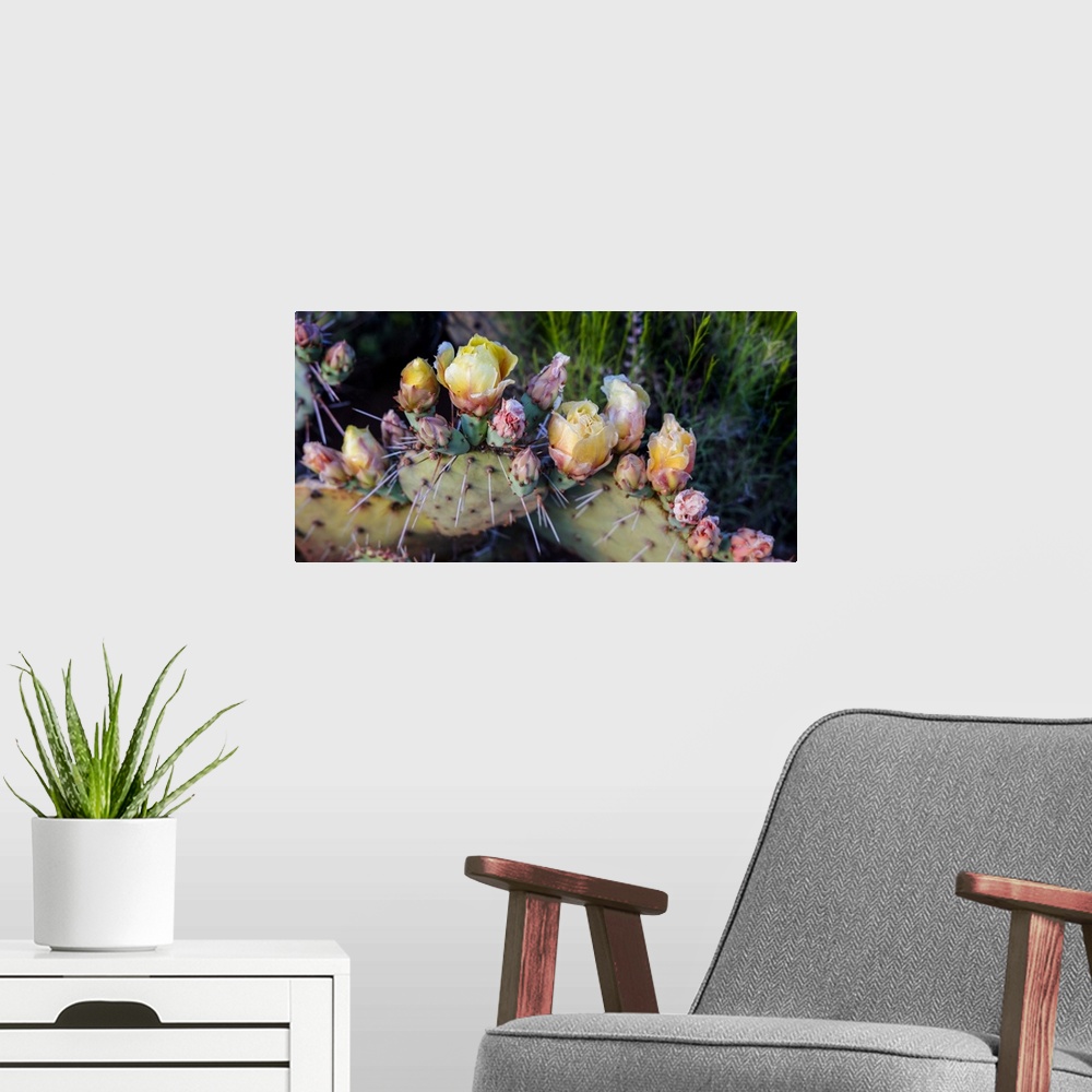A modern room featuring Flowers blossoming on a Prickly Pear Cactus plant (Opuntia violacca) in late spring; Sedona, Ariz...