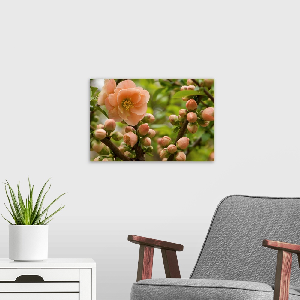A modern room featuring Flowers, buds, and branches of Camellia reticulata, in springtime. New Hampshire.