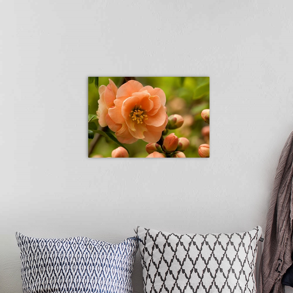A bohemian room featuring Flowers, buds, and branches of Camellia reticulata, in springtime.