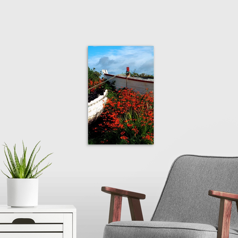 A modern room featuring Flowers In Wooden Boat In Roundstone, Galway, Ireland
