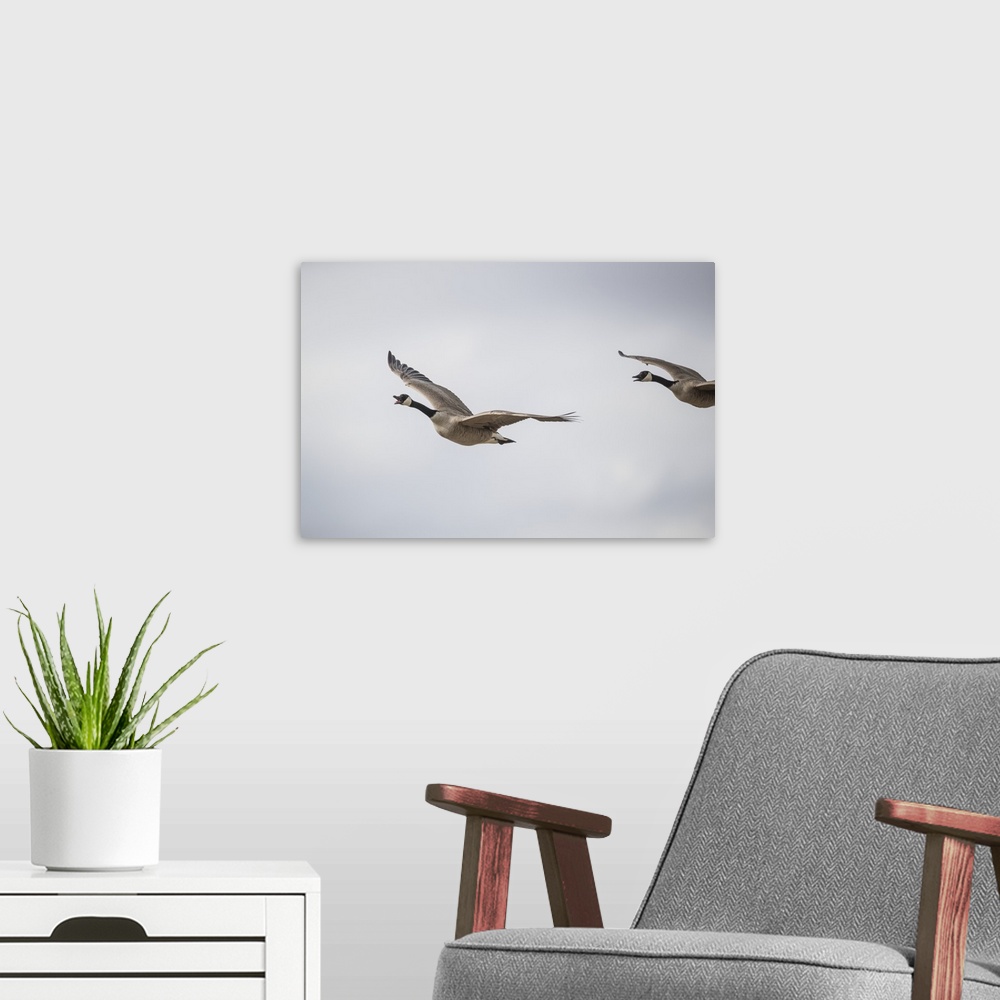 A modern room featuring Flying Canadian Geese (Branta canadensis); Val Marie, Saskatchewan, Canada