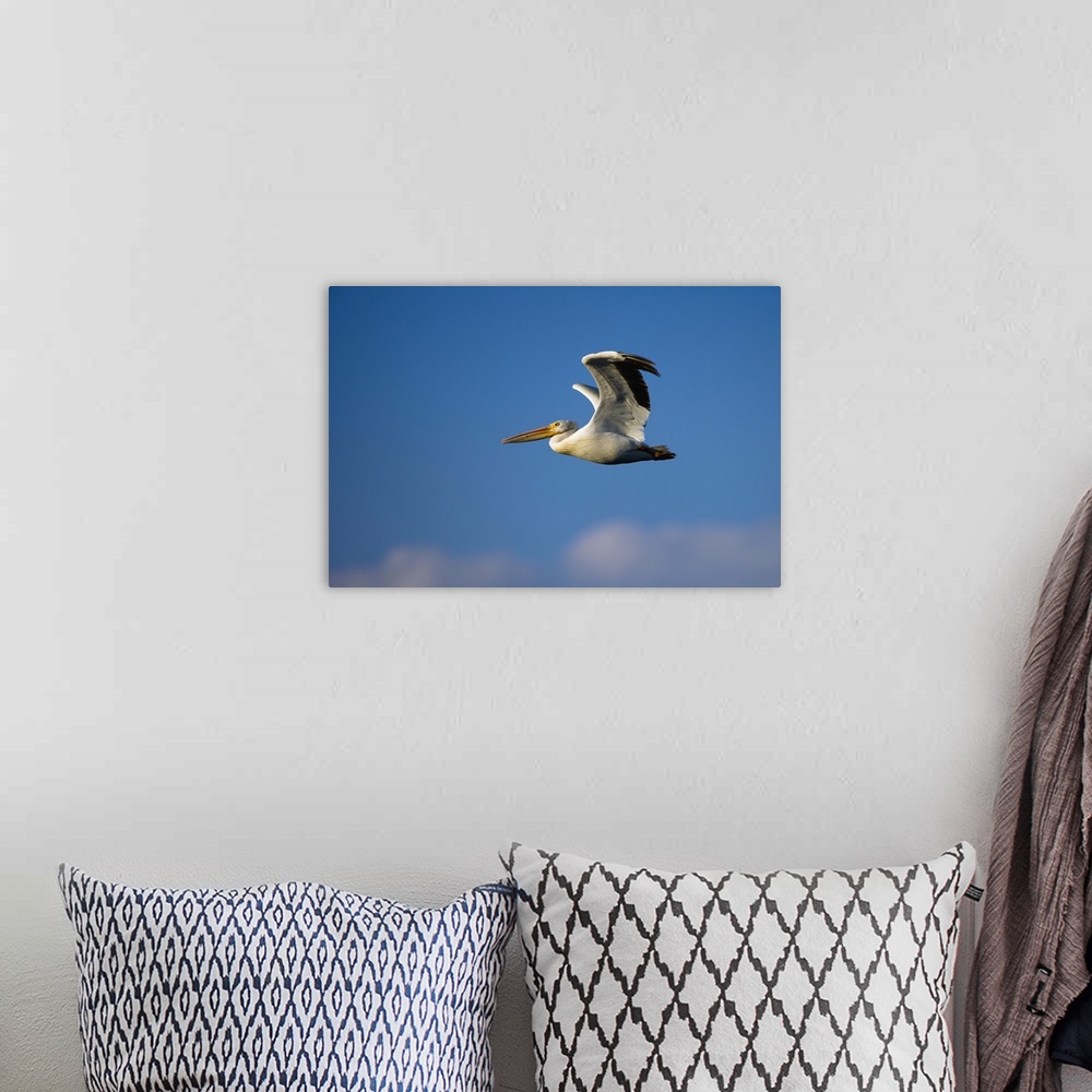 A bohemian room featuring Flying Pelican