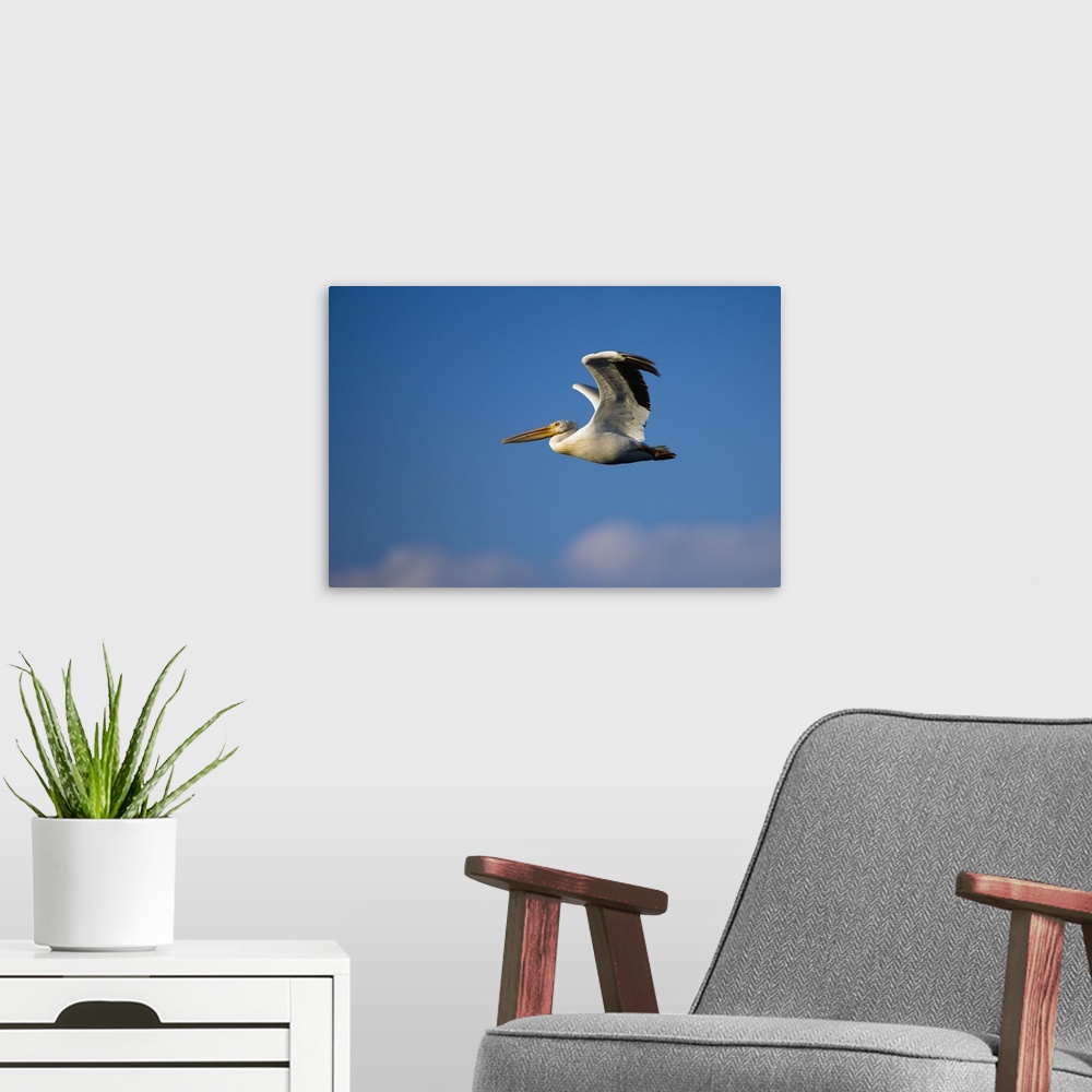 A modern room featuring Flying Pelican
