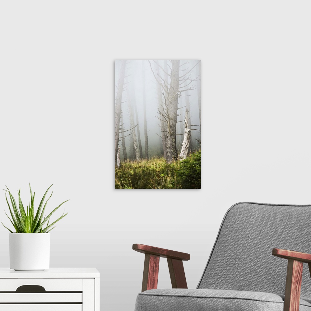 A modern room featuring Fog in the forest at Ecola State Park; Cannon Beach, Oregon, United States of America