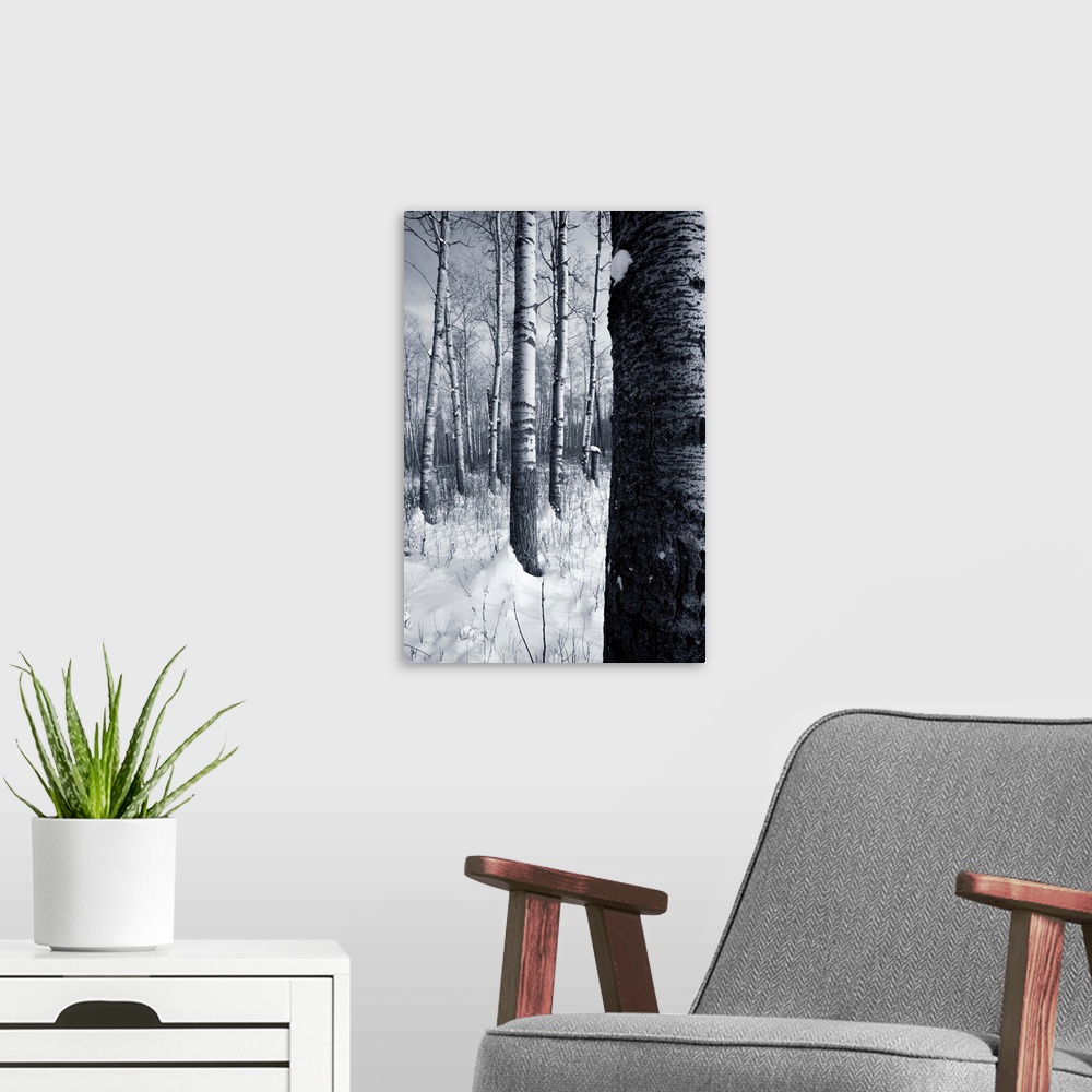 A modern room featuring Forest In The Winter
