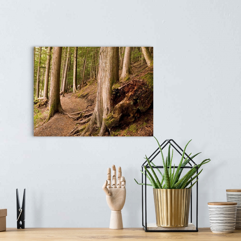 A bohemian room featuring Forest Pathway, Whistler, British Columbia
