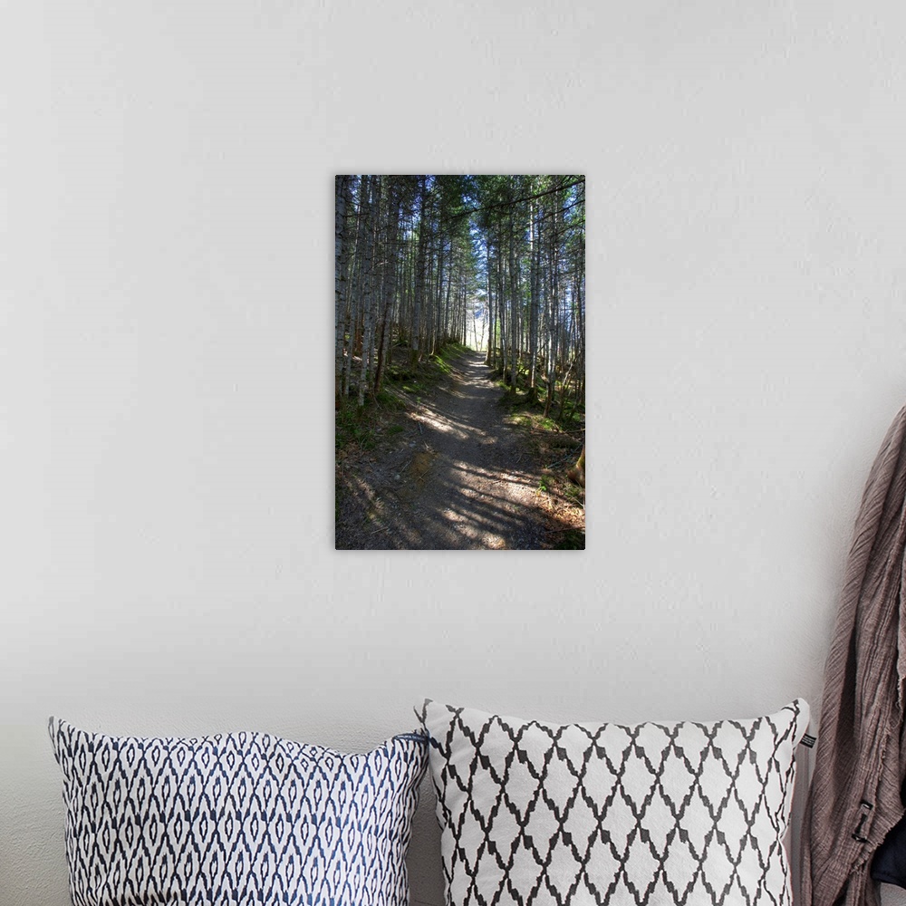 A bohemian room featuring Forest Trail, Gros Morne National Park, Newfoundland, Canada