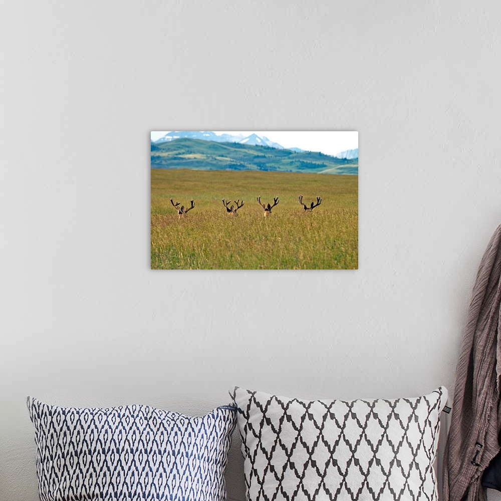 A bohemian room featuring Four Mule Deer Bucks, Rockies Foothills, Southwestern, Alberta, Canada