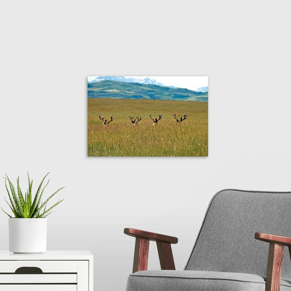 A modern room featuring Four Mule Deer Bucks, Rockies Foothills, Southwestern, Alberta, Canada