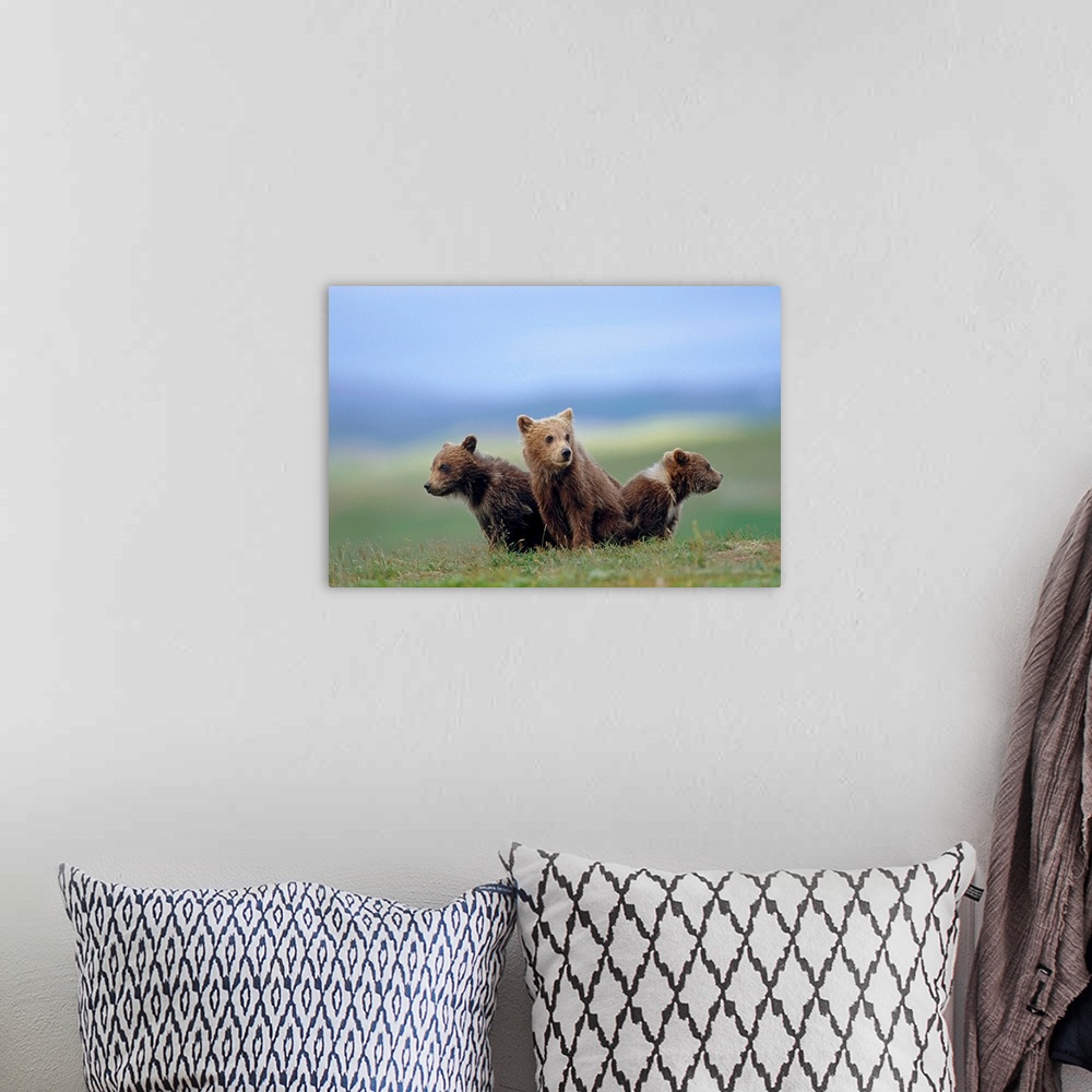 A bohemian room featuring four young brown bear cubs huddled together on tundra Katmai National Park
