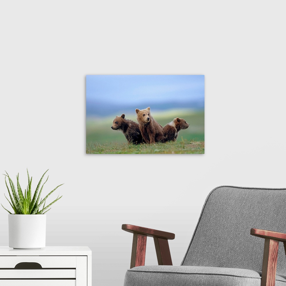 A modern room featuring four young brown bear cubs huddled together on tundra Katmai National Park