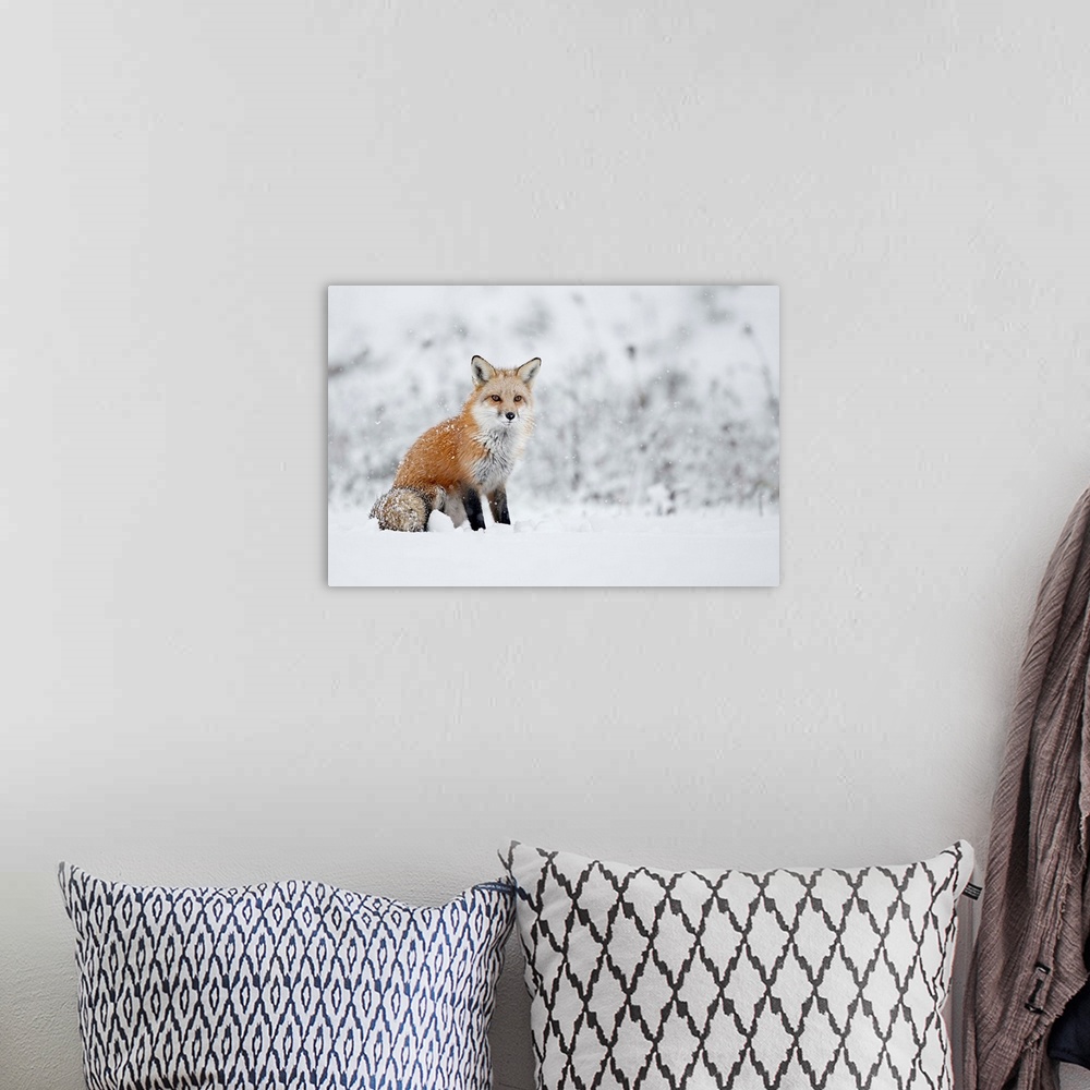 A bohemian room featuring Fox sitting in the snow. Montreal, Quebec, Canada.