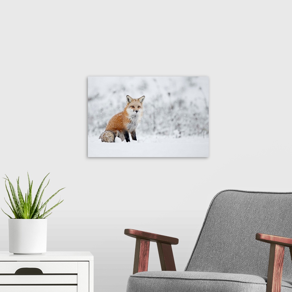 A modern room featuring Fox sitting in the snow. Montreal, Quebec, Canada.