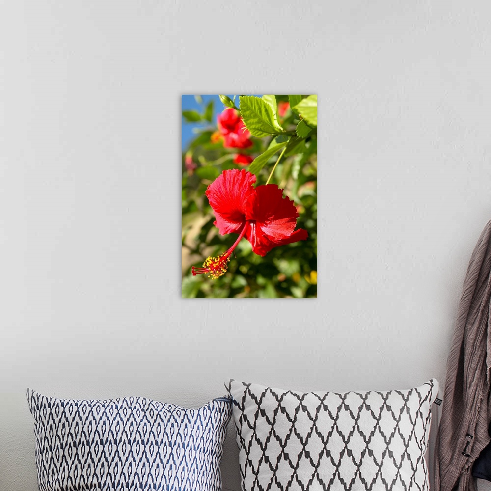 A bohemian room featuring French Polyesia, Tahiti, Huahine, Focus On Bright Red Hibiscus On Flower Bush